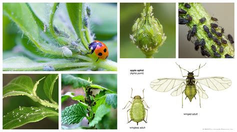 Balkan Ecology Project Aphids Their Biology Behavior And Methods