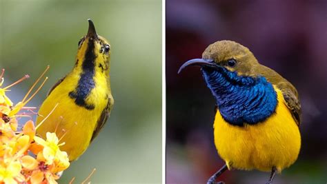 Witness the Olive-backed Sunbird, whose stunning blend of metallic blue