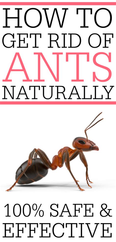Ways To Get Rid Of Ants Naturally - Frugally Blonde