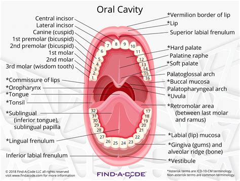 Mouth Cavity Anatomy