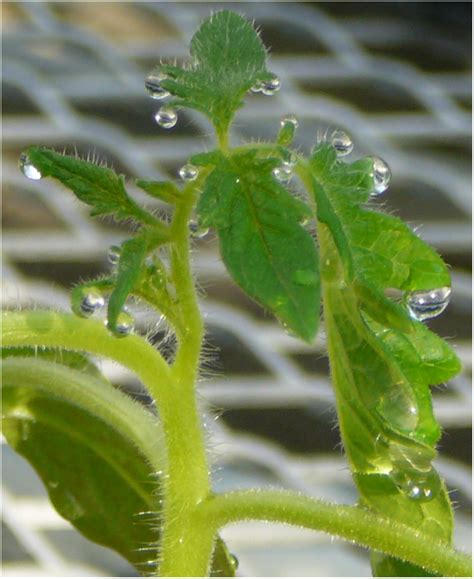 If you've ever seen a tomato grow, it emerges from the same spots where the plant's flowers have bloomed. GF development on healthy tomato plants. | Download ...