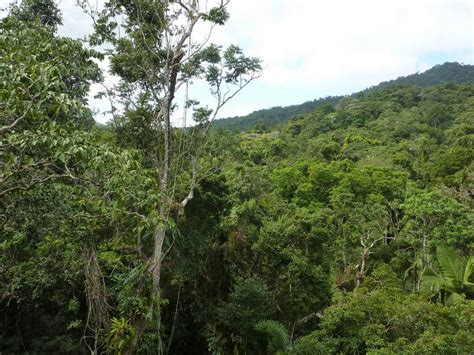 Daintree Forest Images And Information