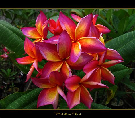Rare Flowers The Plumeria Metallica Thai A Photo On Flickriver