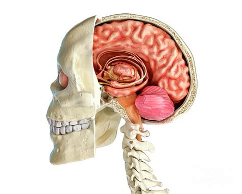 If you're not sure whether the bone is animal or human, you should definitely call the police before cutting into it. Human Skull Cross-section With Brain Photograph by ...