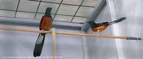 Nah, pada kesempatan kali ini akan diulas mengenai burung murai tersebut supaya bisa memperluas pengetahuan anda tentang hal ini. Download Gambar Burung Murai Batu | Pickini