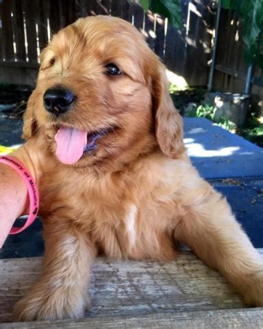 The breed is highly popular not only because they have an excellent temperament, but because they typically shed very little, if at all, making them good for people who have allergies. Adorable Goldendoodle puppies for Sale in Carlsbad ...