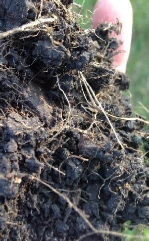 Definitions by the largest idiom dictionary. Soil Organic Matter Does Matter — Publications