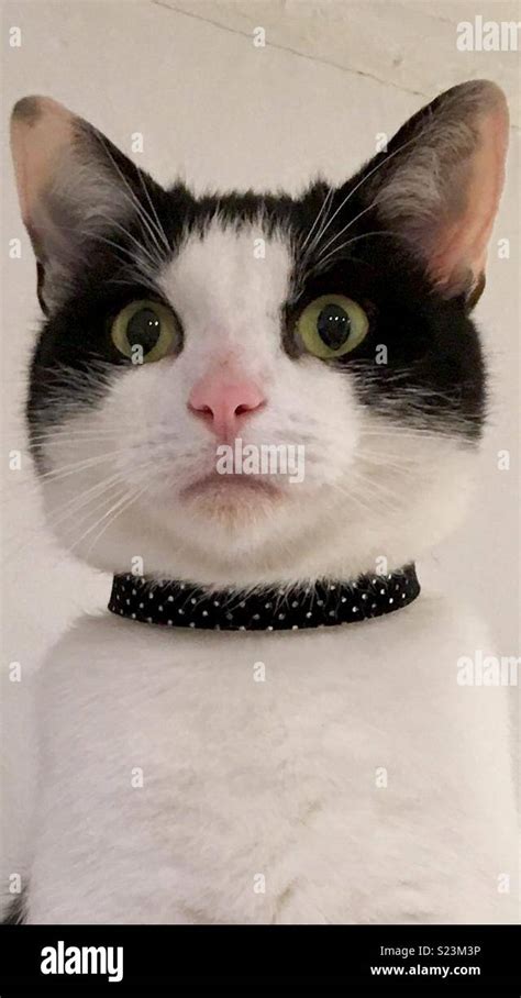 Surprised Black And White Cat Stock Photo Alamy