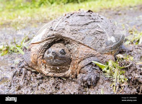 Common Snapping Turtle Covered In Mud Chelydra Serpentina Stock Photo