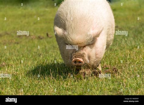 Fat Pig Pot Banque De Photographies Et Dimages à Haute Résolution Alamy