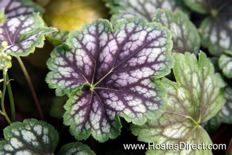 But, if you do, go. "Marvelous Marble" Coral Bell (Heuchera) - Marbled leaves ...
