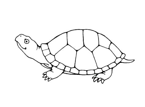 Snapping Turtle Coloring Pages at GetColorings.com | Free printable