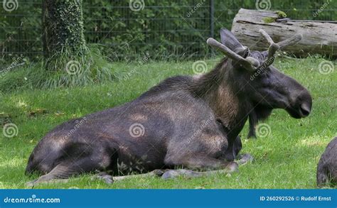 The Moose Or Elk Alces Alces Is The Largest Extant Species In The Deer