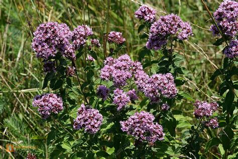 Maybe you would like to learn more about one of these? Bestellen - Wilder Dost (Origanum vulgare) in freier ...
