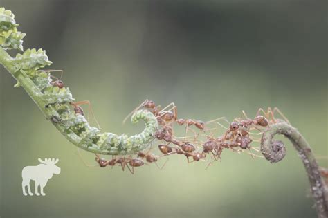What Would Happen If Ants Went Extinct? — Forest Wildlife