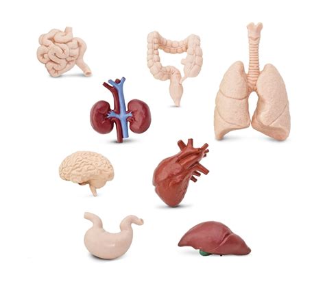 Figuras De Los órganos Del Cuerpo Humano