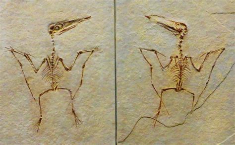 Pterodactyls And Birds Birdnote