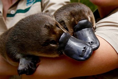 Platypus drawing platypus illustration cute platypus illustration platypus platypus vector platapus australia flat vector cartoon platypus isolated australian mammal cute possum. Stop what youre doing right now there are baby platypus ...