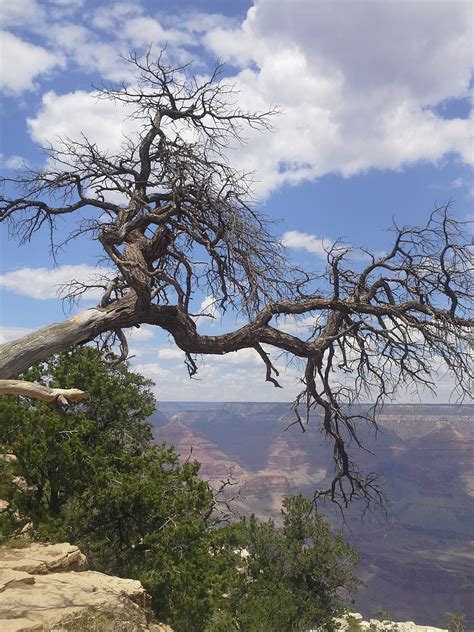 Fotos gratis paisaje árbol naturaleza desierto rama montaña