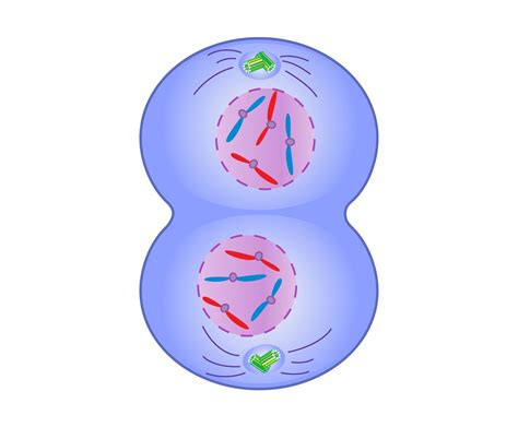 Telophase In Mitosis