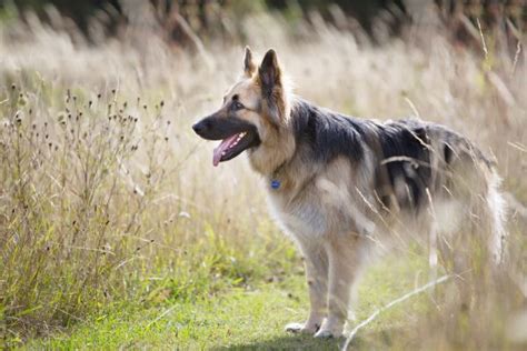 German Shepherd Temperament Lifespan Grooming Training Petplan