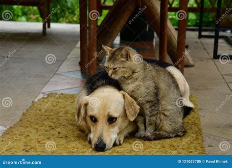 Cat And Dog Lounge Together As A Best Friends Stock Image Image Of