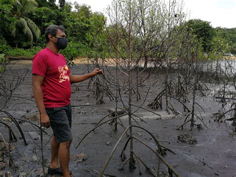 Comfortable places with all the essentials. Beratus pokok bakau mati di Pantai Cermin - Kosmo Digital