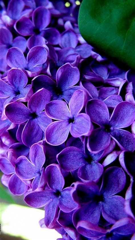 Purple Flowers Mobile Wallpaper Hd ~ Cute Wallpapers 2022