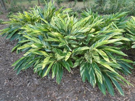 We did not find results for: Asian Variegated Shell Ginger | Real Estate ...