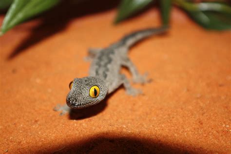 Southwest Spiny Tailed Gecko Reptile And Grow