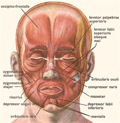 The Frontalis Muscle Origin Insertion Nerve Supply Exercise