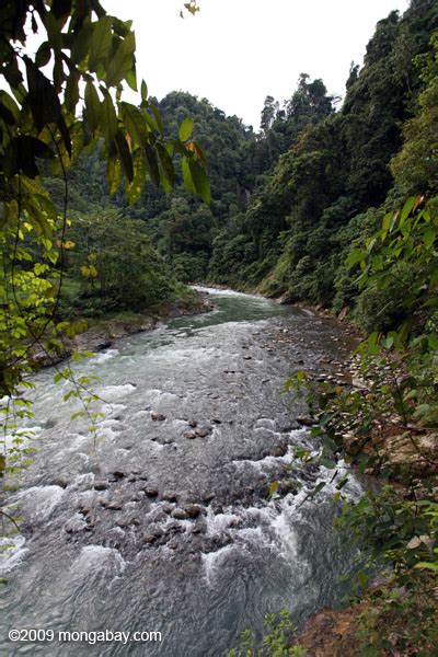 Hutan Hujan Membantu Menstabilkan Iklim
