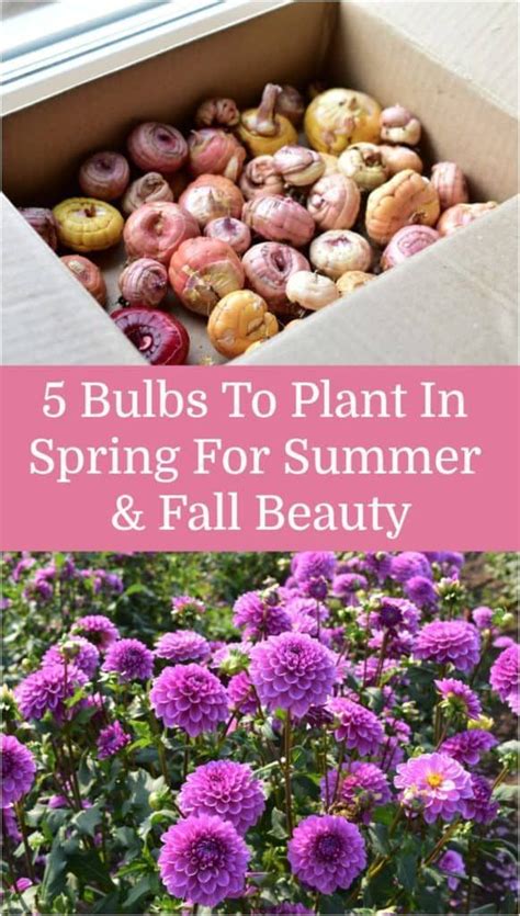5 Bulbs To Plant In Spring For Summer And Fall Beauty Planting Bulbs In