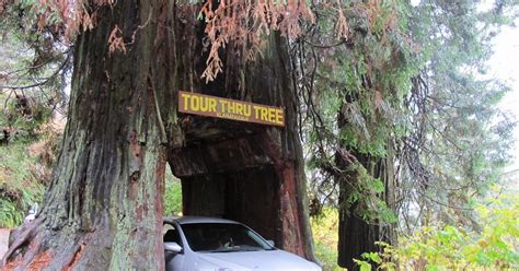 Jlopezmb Driving Thru Giant Redwood Trees