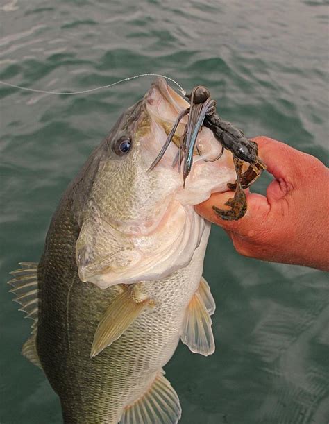 Play fishing games at y8 games. Football season - FLW Fishing: Articles