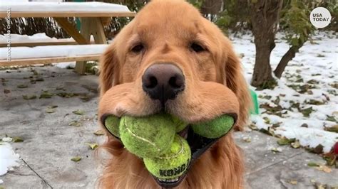 Golden Retriever Who Can Fit 6 Tennis Balls In His Mouth Sets Guinness