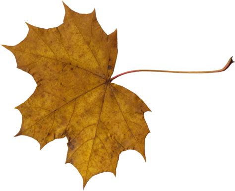 10 Maple Leaves PNG Transparent OnlyGFX
