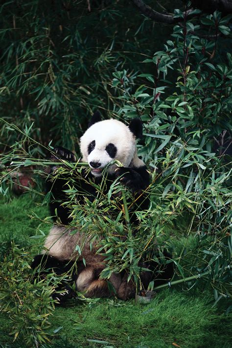 Giant Panda Facts Habitat Population And Diet Britannica
