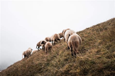 Flock Of Sheep On A Steep Hill Free Stock Photo Picjumbo