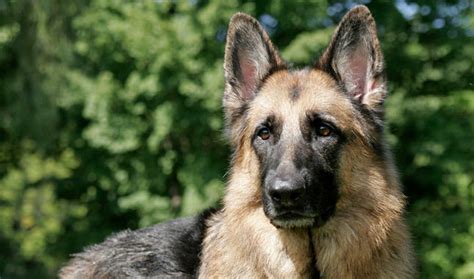 German Shepherd Dog Breed Information