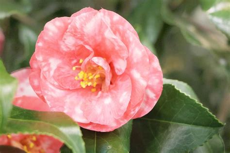 Camellia Japonica Flower How To Plant Care For Different Varieties