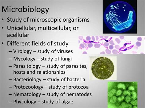Mastering Microbiology Your Ultimate Final Exam Study Guide