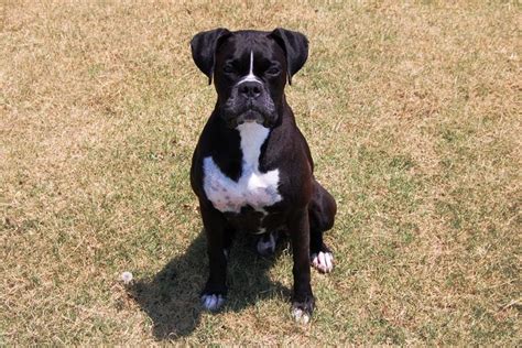 6 4 Months Old High Quality Boxers Dog Puppy For Sale Or Adoption