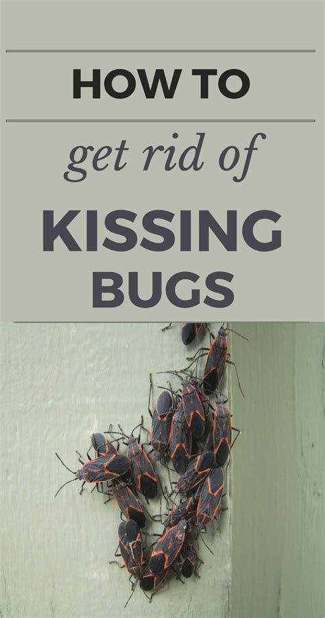 Once you have killed all of the ants on the inside of your home and you've washed away their pheromone trail, the last step now is to make sure that they don't come back. 1000 best Cleaning Tips 101 images on Pinterest | How to ...