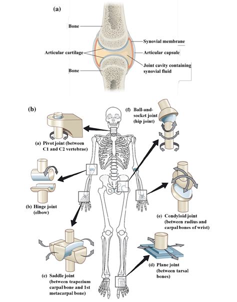A A Synovial Joint B Types Of Synovial Joints Image Source Free