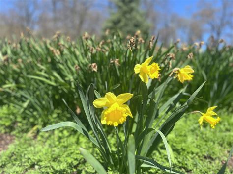 What to know about the Meriden Daffodil Festival before you go