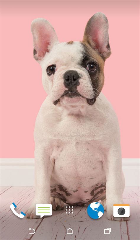 Anjing adalah salah satu hewan peliharaan paling setia yang pernah ada. Menakjubkan 21+ Gambar Wallpaper Anjing Imut - Joen Wallpaper