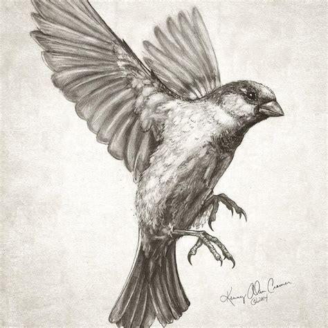 The fur should grow in a direction away from the beak. NEW HOW TO DRAW A BIRD IN FLIGHT STEP BY STEP - Draw