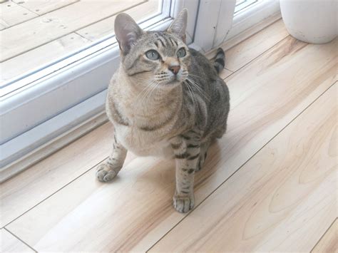 Advertise, sell, buy and rehome australian mist cats and kittens with pets4homes. Pedigree Australian Mist Cat | Bristol, Bristol | Pets4Homes