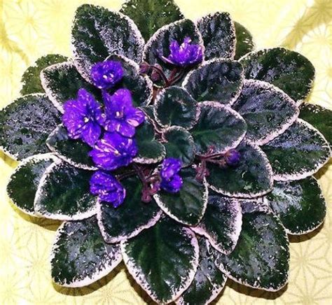 Variegated African Violet Saintpaulia Popular House Plant Etsy